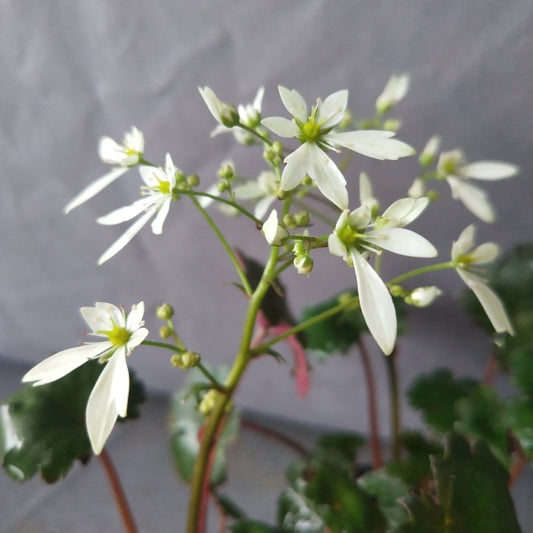 Saxifraga fortunei 'Alpina'