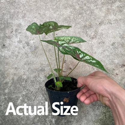 Caladium 'Celelbration'