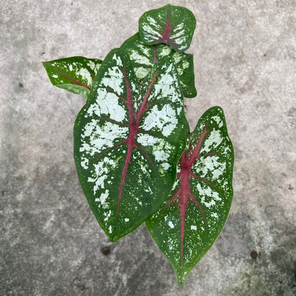 Caladium 'Celelbration'