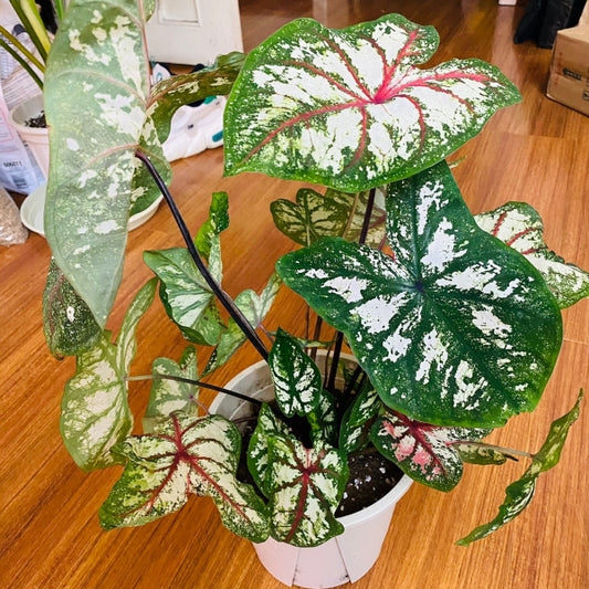 Caladium 'Celelbration'