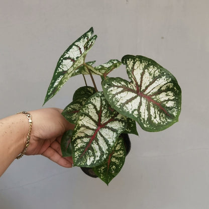 Caladium 'Celelbration'