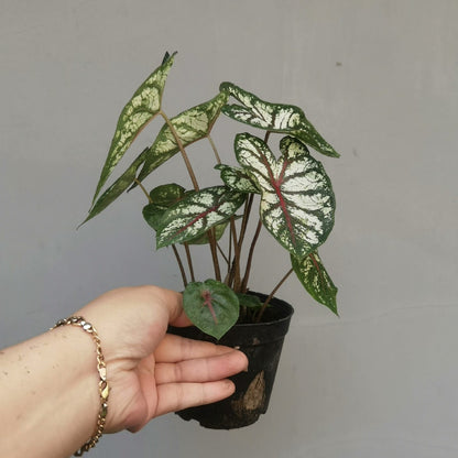 Caladium 'Celelbration'