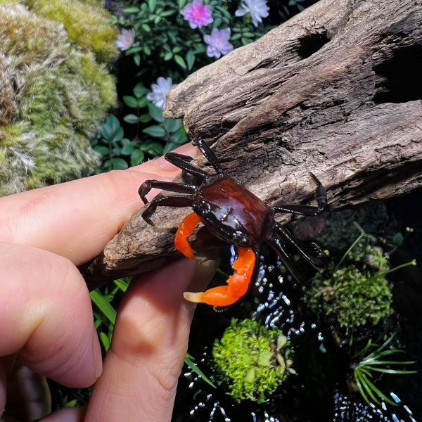 Orange Arm Ninja Crab (Lepidothelphusa sp orange)