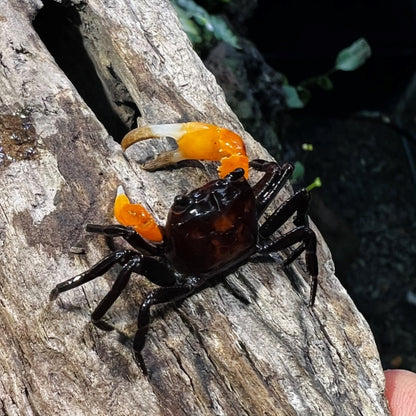 Orange Arm Ninja Crab (Lepidothelphusa sp orange)