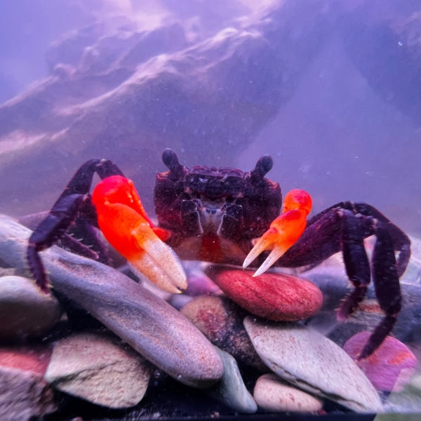 Orange Arm Ninja Crab (Lepidothelphusa sp orange)