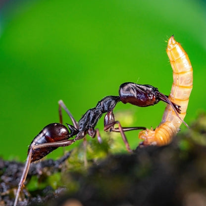 Ant colony odontomachus monticola