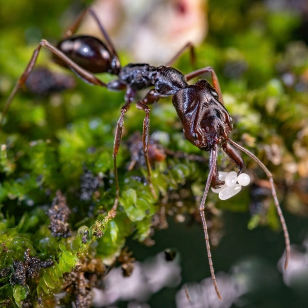 Ant colony odontomachus monticola
