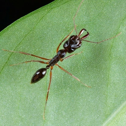 Ant colony odontomachus monticola