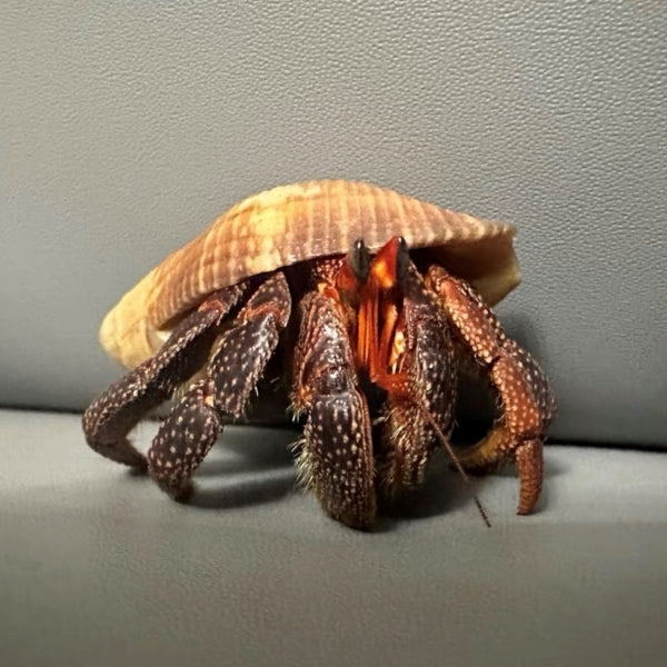 Black Strawberry Hermit Crab ( Coenobita perlatus )