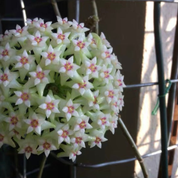 Hoya acuta