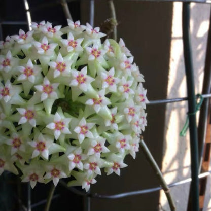 Hoya acuta