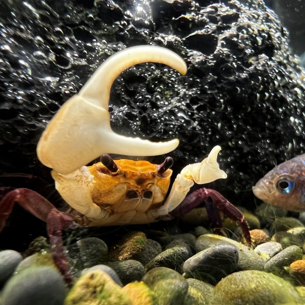 Blue Sky Ninja Crab (Lepidothelphusa sp Blue Sky)