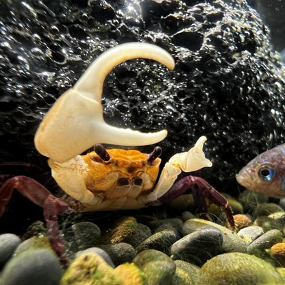 Blue Sky Ninja Crab (Lepidothelphusa sp Blue Sky)