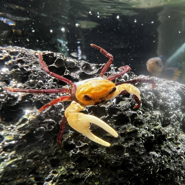Blue Sky Ninja Crab (Lepidothelphusa sp Blue Sky)