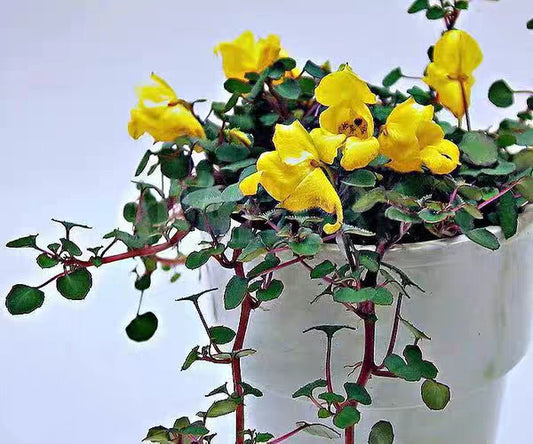 Yellow Impatiens ( Impatiens repens )