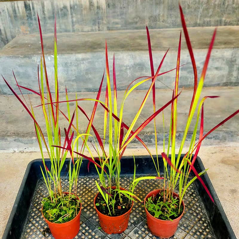 Japanese Blood Grass（Imperata cylindrical ' Rubra ' ）