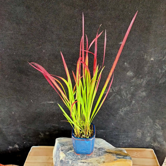 Japanese Blood Grass（Imperata cylindrical ' Rubra ' ）