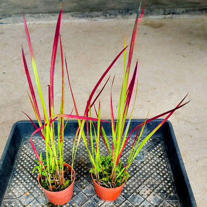 Japanese Blood Grass（Imperata cylindrical ' Rubra ' ）