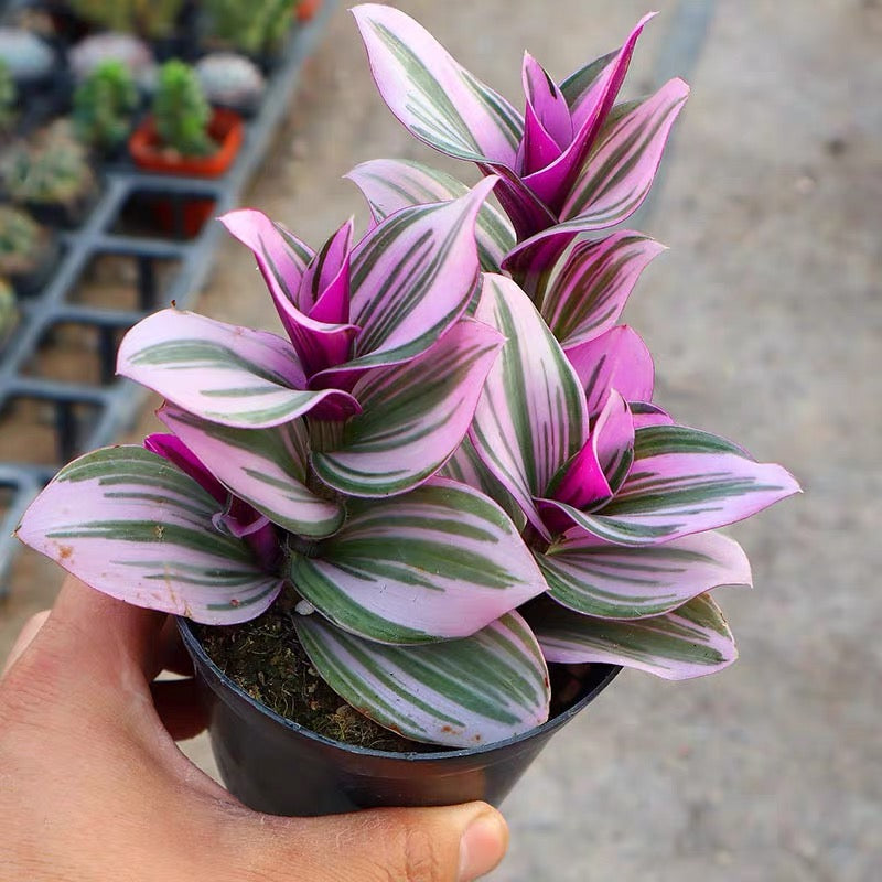 Inch Plant ( Tradescantia ' nanouk ' )
