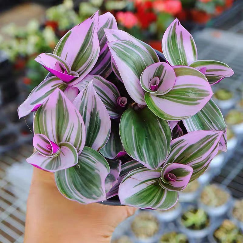 Inch Plant ( Tradescantia ' nanouk ' )