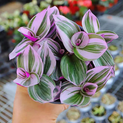 Inch Plant ( Tradescantia ' nanouk ' )