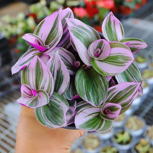 Inch Plant ( Tradescantia ' nanouk ' )