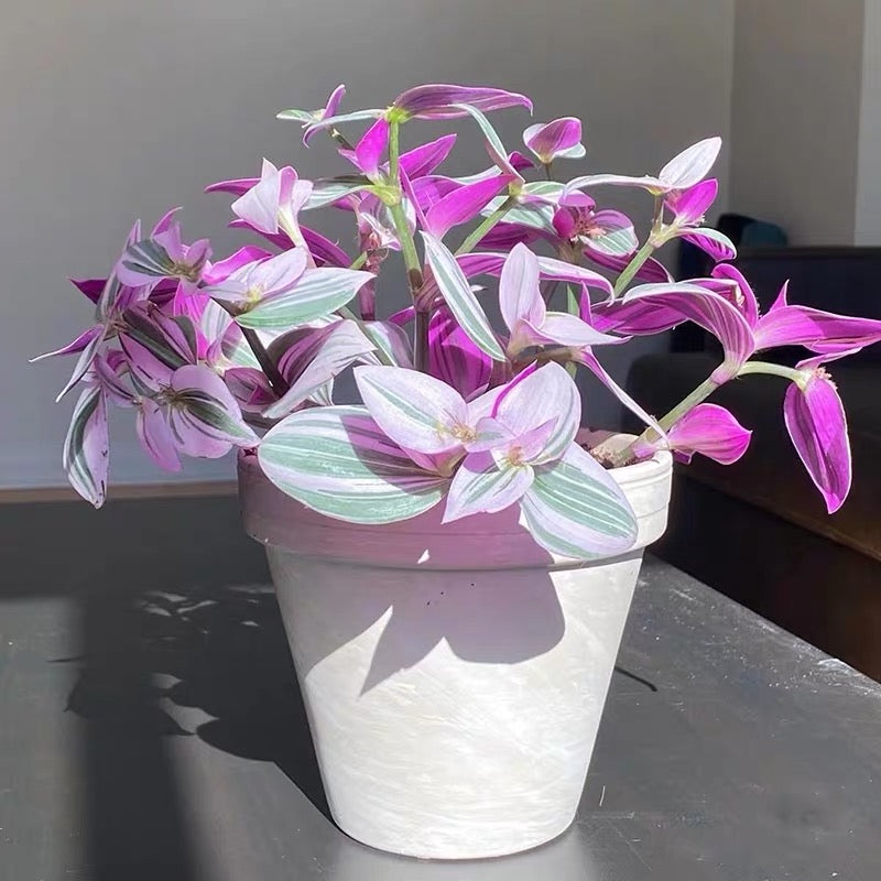Inch Plant ( Tradescantia ' nanouk ' )