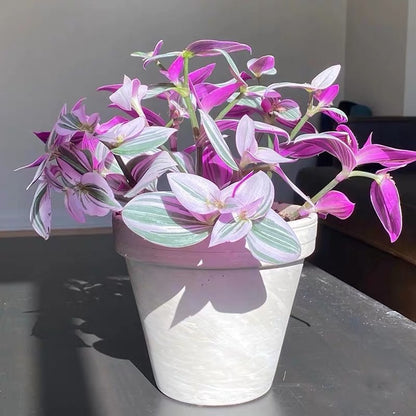 Inch Plant ( Tradescantia ' nanouk ' )