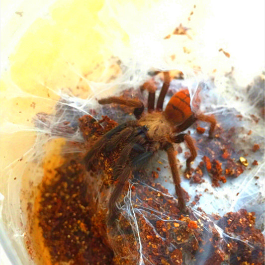 Indian Violet Tarantula (Chilobrachys fimbriatus)