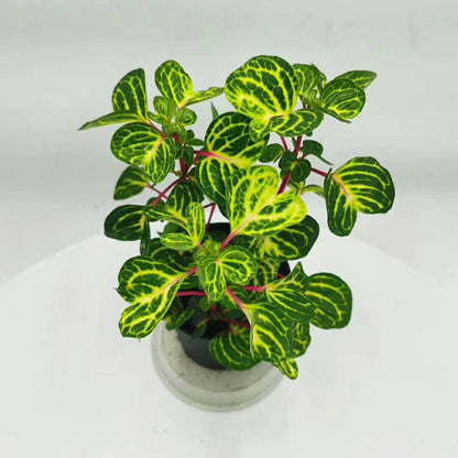 Beefsteak plant ( Iresine herbstii ' Aureoreticulata ' )