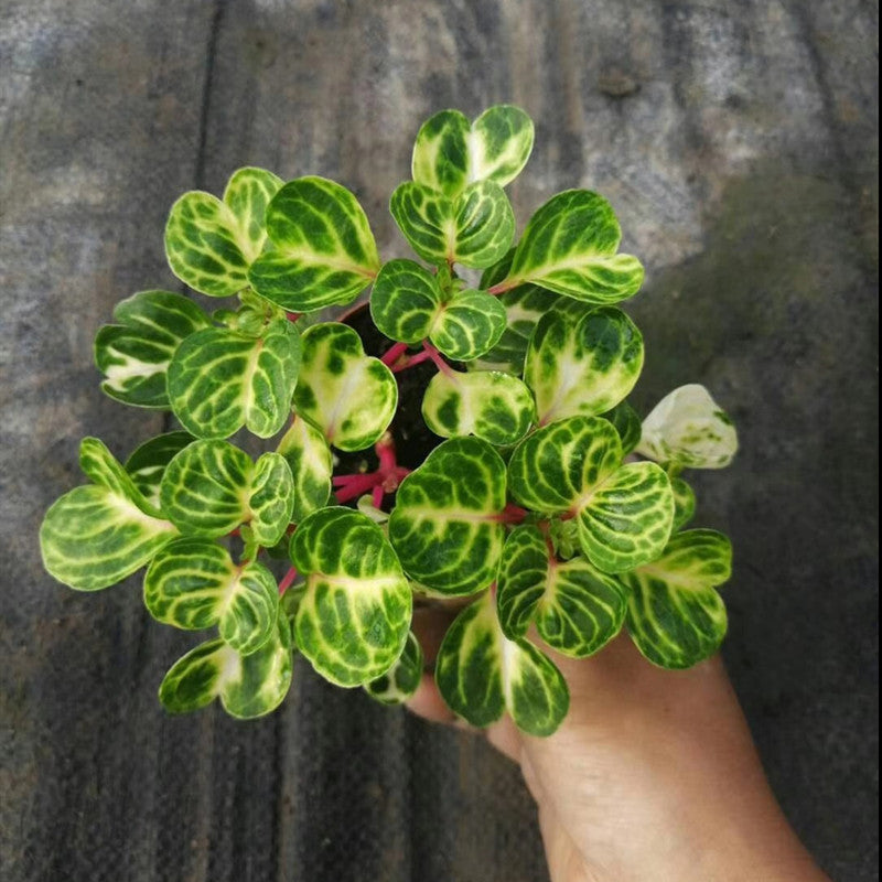 Beefsteak plant ( Iresine herbstii ' Aureoreticulata ' )