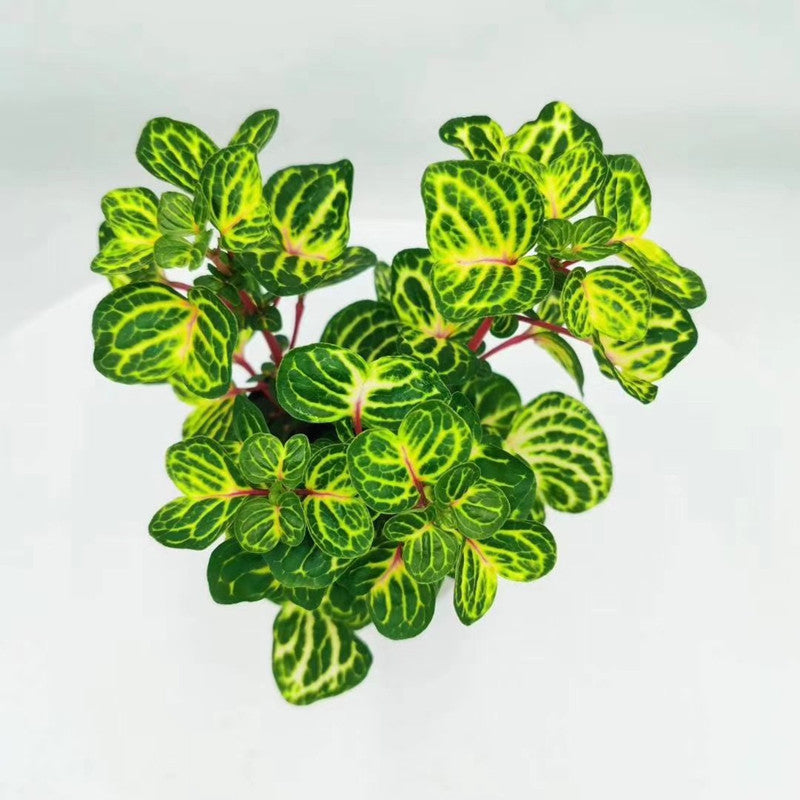Beefsteak plant ( Iresine herbstii ' Aureoreticulata ' )