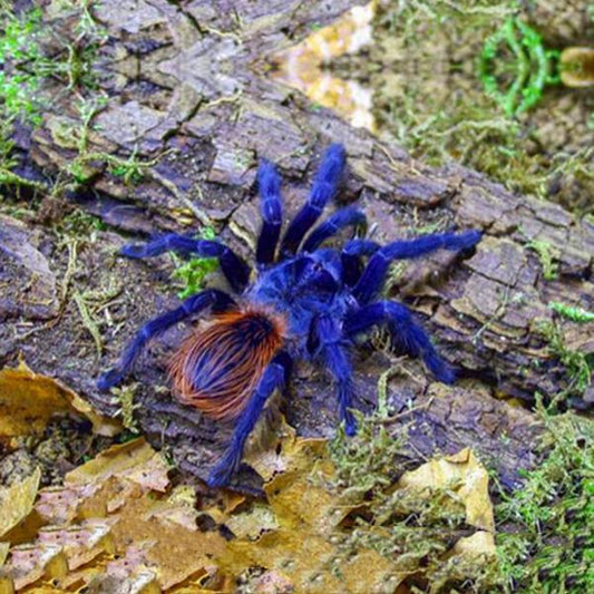 Iridescent Blue Tarantula (Pterinopelma sazimai)