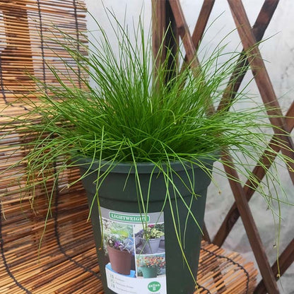 Fiber optic grass ( Isolepis cernua )
