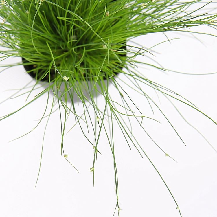 Fiber optic grass ( Isolepis cernua )