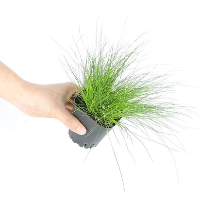 Fiber optic grass ( Isolepis cernua )