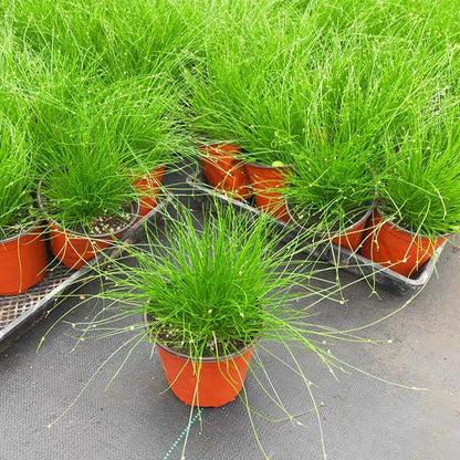Fiber optic grass ( Isolepis cernua )