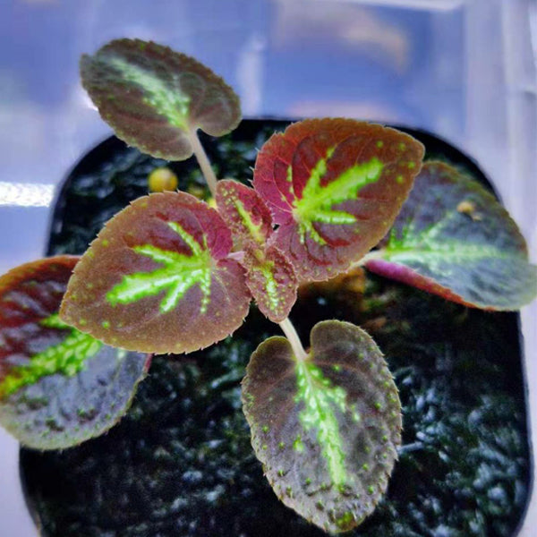 Sonerila sp.Thong pha phum