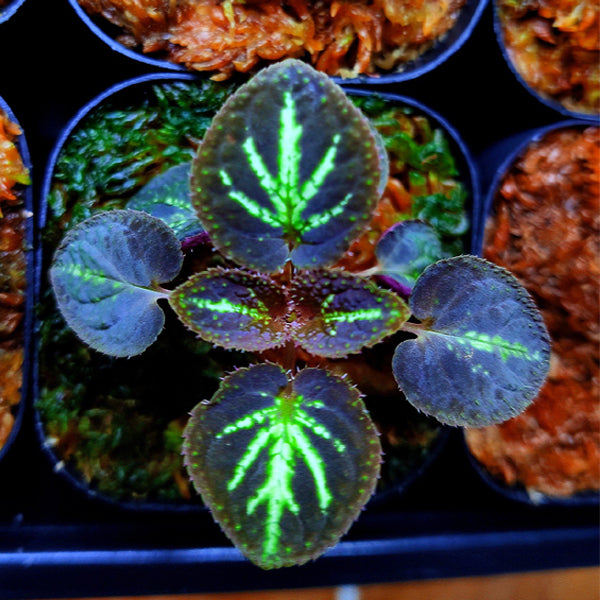Sonerila sp.Thong pha phum