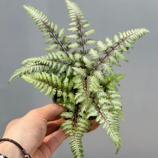 Japanese Painted Fern (Athyrium niponicum var. pictum)