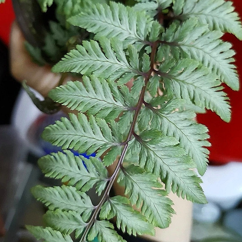 Japanese Painted Fern (Athyrium niponicum var. pictum)
