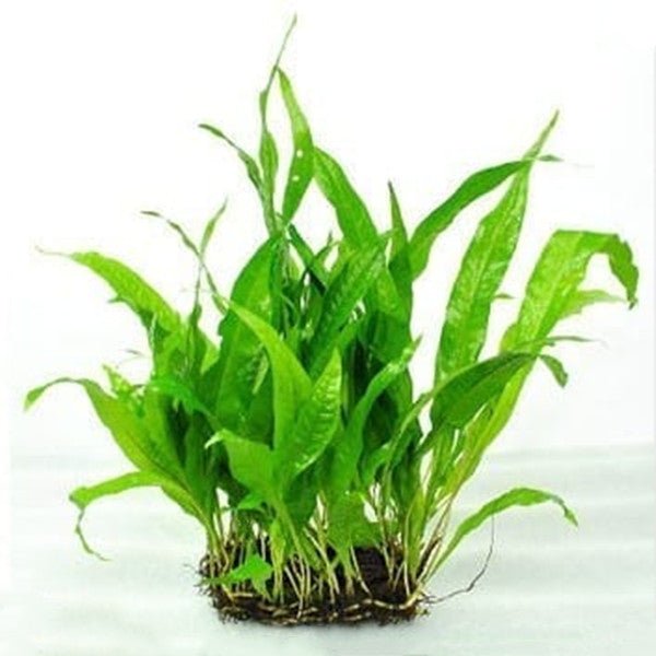 Java Fern ( Microsorum pteropus )