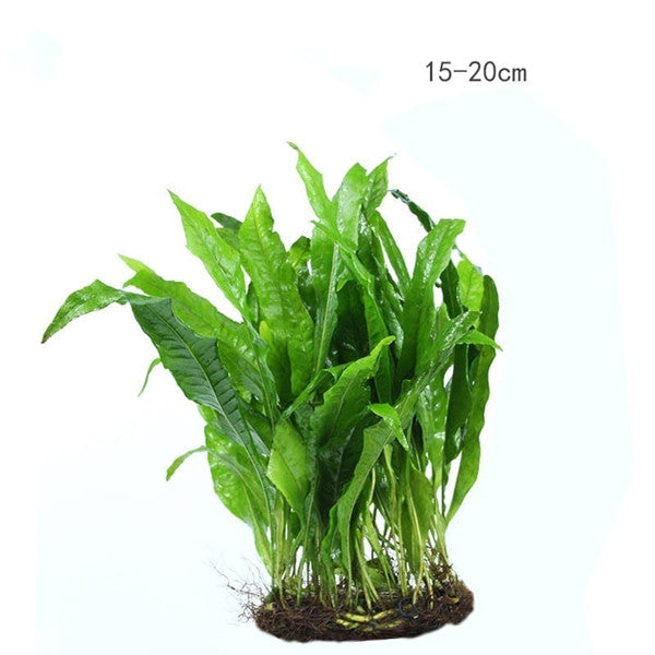 Java Fern ( Microsorum pteropus )