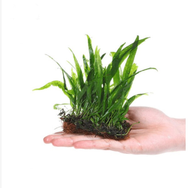 Java Fern ( Microsorum pteropus ) for Sale | My Home Nature