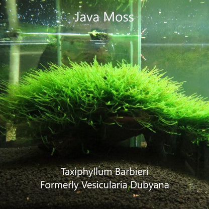 Java Moss (Taxiphyllum barbieri)