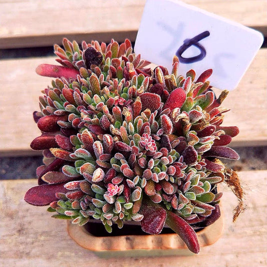 Jersey pigmyweed (Crassula pubescens)