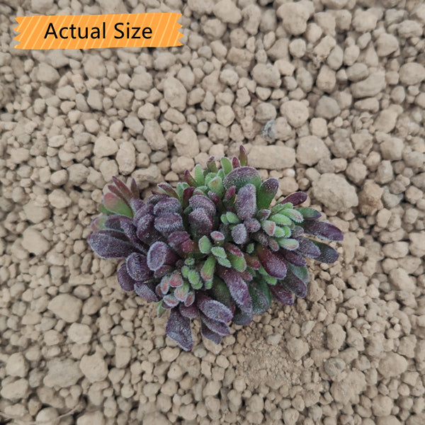 Jersey pigmyweed (Crassula pubescens)