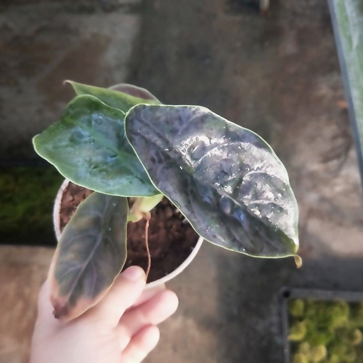 Jewel Alocasia ( Alocasia azlanii )