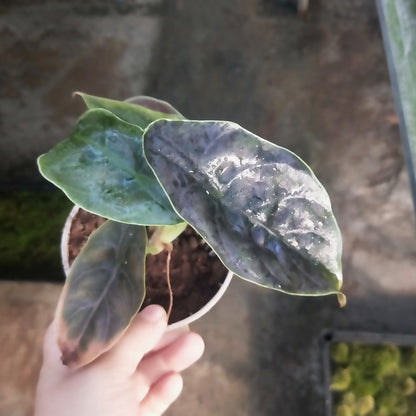 Jewel Alocasia ( Alocasia azlanii )