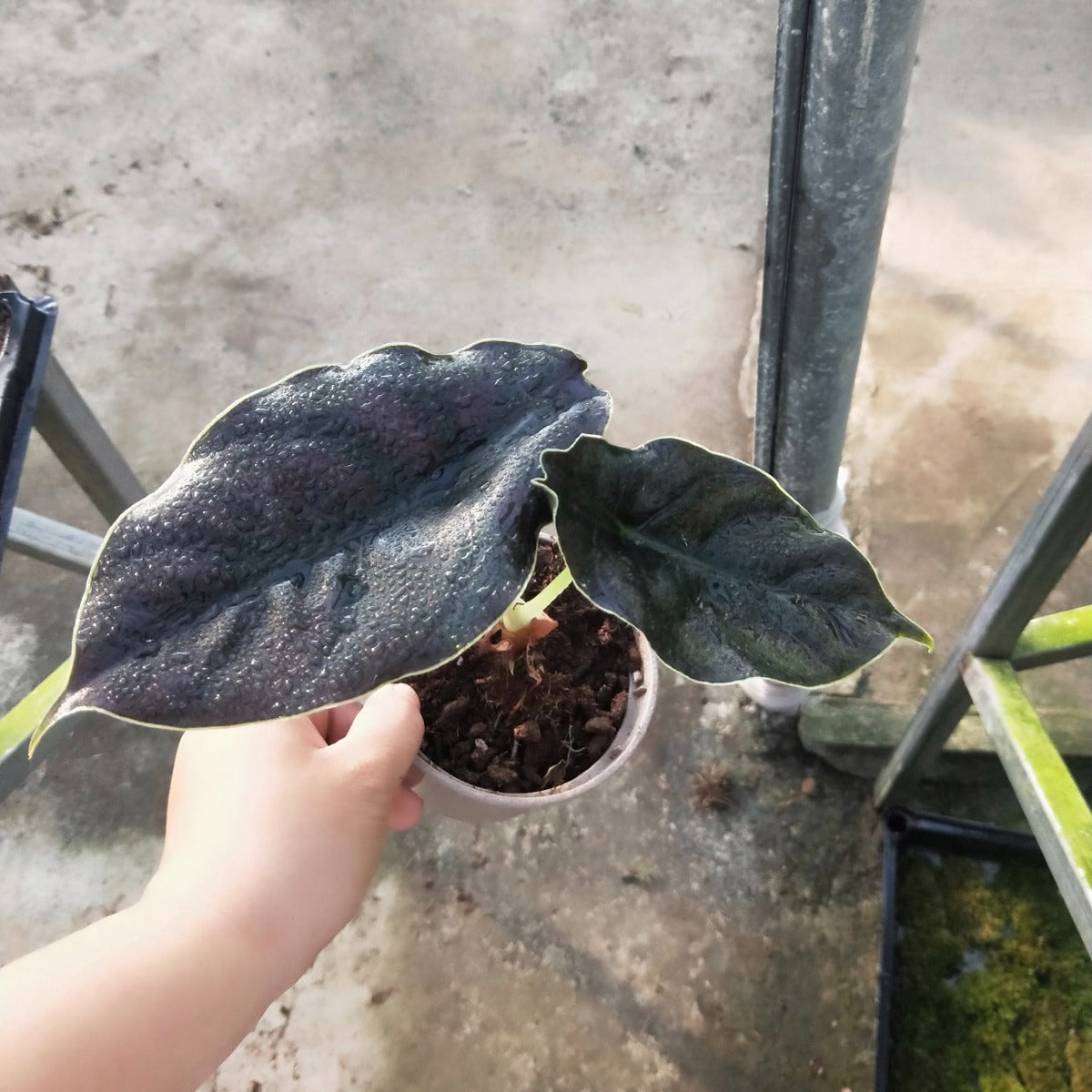 Jewel Alocasia ( Alocasia azlanii )